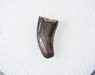 Raptor (Acheroraptor) Tooth - Montana #16046-1